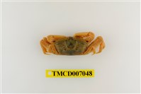 藏品(隆背大眼蟹)的圖片